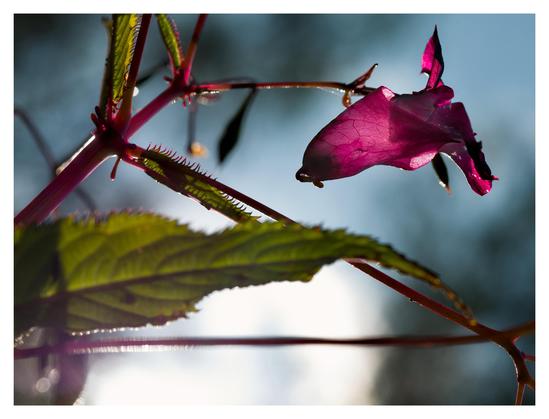 En liggande bild på en lila-aktig blomma i snett motljus med taggiga grenar och ett taggigt grönt blad. Bakgrunden är kallt blå.