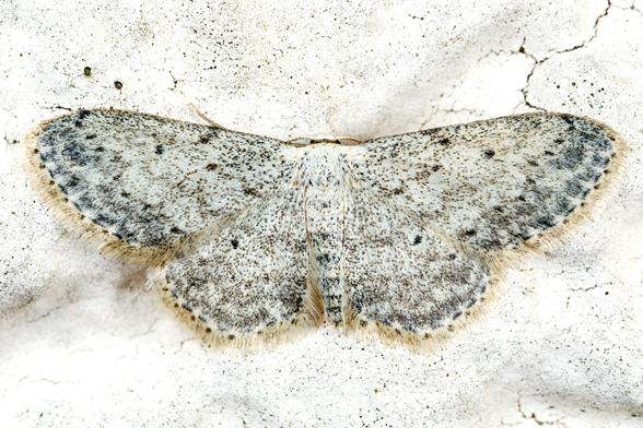 Idaea seriata gehört zur Familie der Spanner (Geometridae), Unterfamilie Sterrhinae. Diese Art zeigt die typischen Merkmale: die charakteristische grau-braune Grundfärbung mit den feinen, wellenförmigen Querlinien und der gesprenkelten Zeichnung. Der Graue Zwergspanner ist in Europa weit verbreitet und fliegt meist in zwei Generationen von Mai bis August. Die Raupen ernähren sich von verschiedenen niedrigen Pflanzen und überwintern als Puppe.
Der Graue Zwergspanner (Idaea seriata) sitzt mit ausgebreiteten Flügeln an einer hellen Hauswand. Er zeigt die charakteristische grau-weißliche Grundfärbung mit feinen Querlinien und gesprenkelter Zeichnung.