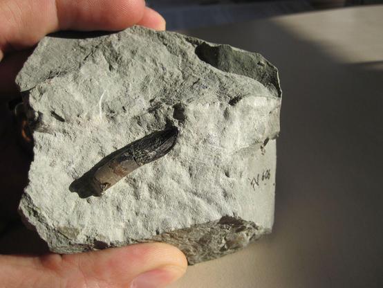Tooth of a Europasaurus, a dinosaur similar to Diplodocus, in limestone, found in the Langenberg quarry in the Harz Mountains which was also analysed in the study. The tooth is dark grey/brown and about the size of a section of a finger (fingers are also visible top and bottom of image holding the light grey rock). With many thanks to Thomas Tütken for the image.