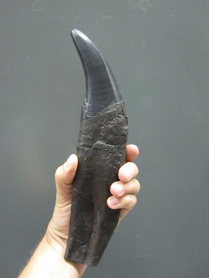 Photo showing large, shiny, black tooth of a Tyrannosaurus rex – like the teeth analysed in this study – found in Alberta, Canada. The shape and size is similar to the horn of an animal - coming to a point. It is longer than the human hand that is holding it, which gives an idea of its size. With many thanks to Thomas Tütken for the image.