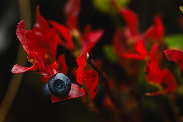 A photograph of a single large blueberry in a blueberry shrub. The berry is at the lower left third of the image, with the bottom of the berry pointing straight at the camera, resembling an eye.

The leaves of the shrub surrounding the berry have lost all green colour and are a fiery red. The leaves closest to the berry are in focus and the rest gradually more blurred towards the background. In the blurry background, hints of still green leaves can be seen.