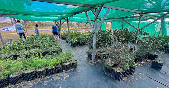 La pépinière polyvalente de Koumac, une plate-forme technique pour la formation à la maîtrise de plantes endémiques aux multiples usages et services possibles (en plus d'être belles).