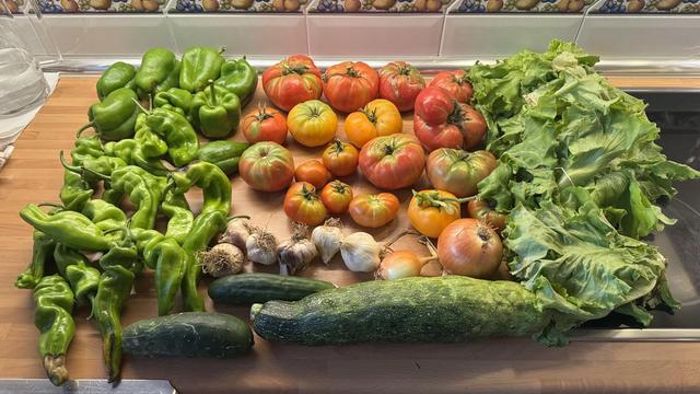 Contenido de la cesta de la semana sobre una encimera de cocina.
A la izquierda pimientos gordos e italianos. En el centro tomates de diferentes tamaños y colores. Debajo unos ajos, un pepino y dos calabacines (uno muy grande). Y un par de cebollas. Y a la derecha varias lechugas.