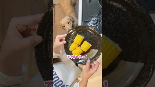 🌽丸ごと🙅🏻‍♀️ダメ🙅🏻‍♀️絶対 #大型犬 #ゴールデンレトリーバー