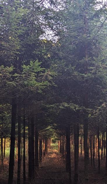 Sun lights between trees