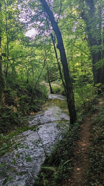 Small River in the forest close to Orval