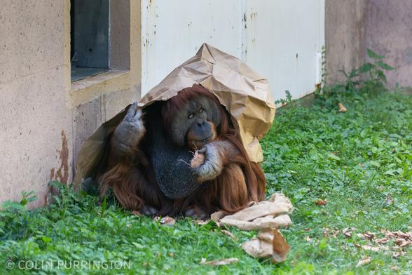 Seated orangutan holding a coconut in one hand while using the other to adjust a large brown paper bag that covers its head and back.