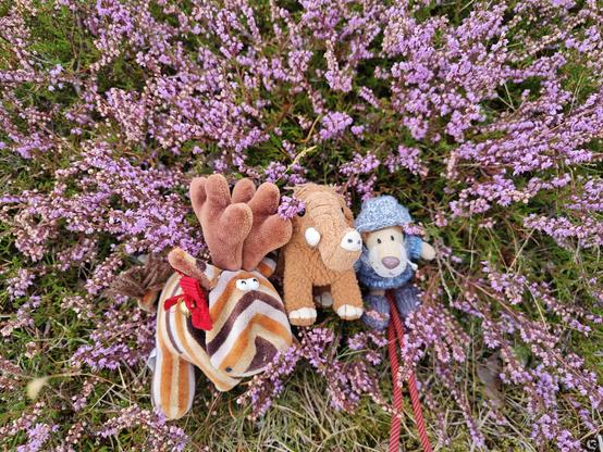 Knelvis, Manni und Ludwig Löwe in einem blühenden Heidestrauch.