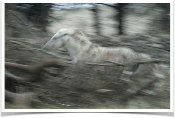 Dartmoor Ponie racing between branches in the front and a stonewall in the back. There is a strike of blue sky in the top behind trees. Everything is blurred except the eye of the white horse. Its ears turned back while racing behind the youngster (not in the picture), mane and tail flying behind the Dartmoor Ponie - that seems to fly above the green gras.