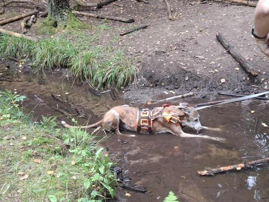 A dog wearing a harness is lying in a shallow stream in a forested area. The dog appears to be enjoying the water, surrounded by greenery and fallen branches. A person is holding the dog's leash, ensuring its safety while it plays in the water.