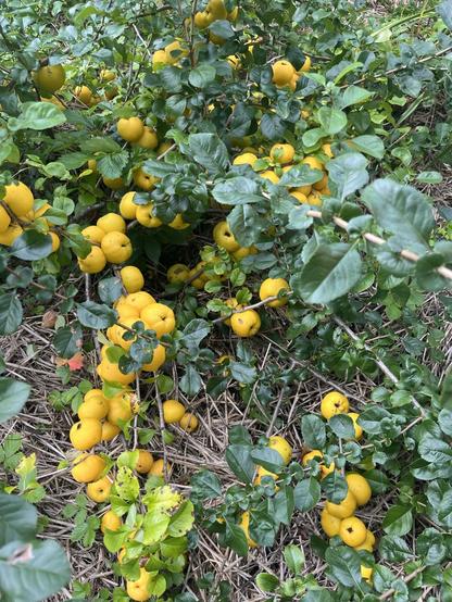 Lavtvoksende grøn busk fyldt med gule frugter