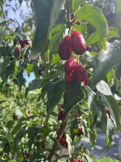 Røde dråbeformede stenfrugter på en kornel