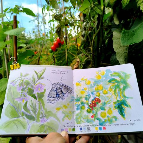 Sketchbook with drawing of an eggplant, butterfly and expressive tomatoe plants in front of tomatoe plants.