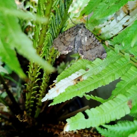 Butterfly (Catocala fraxini)