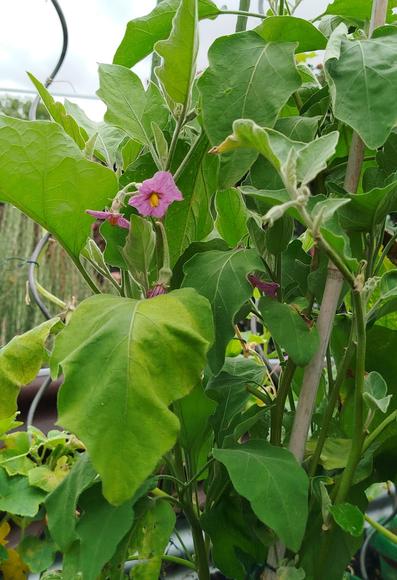 Eggplant with flowers.