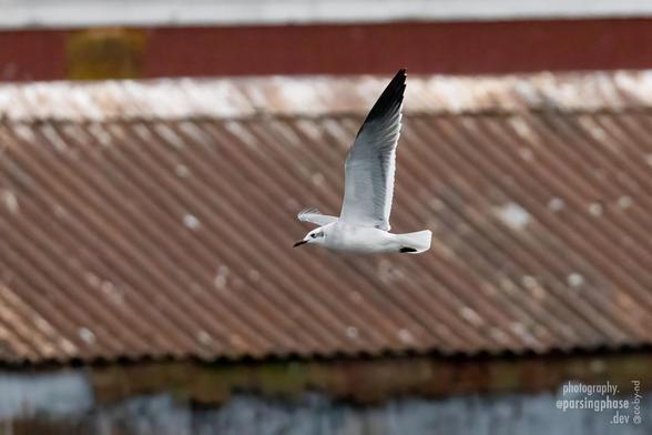 A largely white, gracile gull flies past a rusting corrugated roof. Touches of black are seen on its feet, beak, wingtips, and behind the eye.