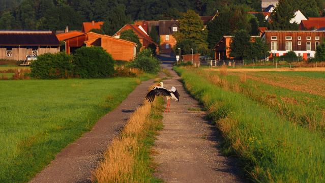 Storch mitten auf einem Feldweg