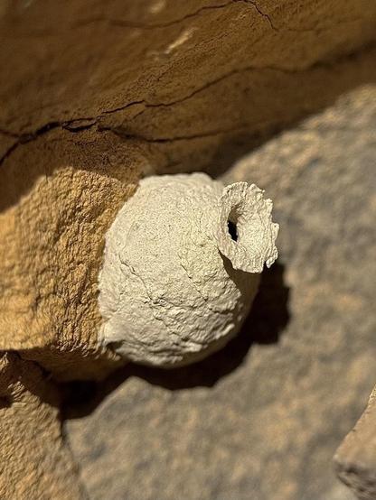 A pottery wasp nest with a shape very similar to a small vase.