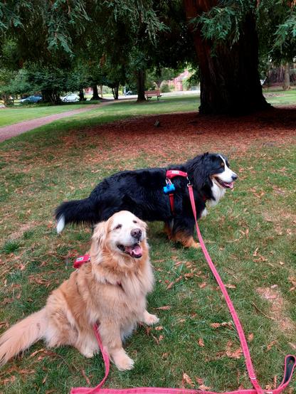 A Golden Retriever sits and a Bernese Mountain Dog stands in front of a coast redwood sapling planted on the Oregon State Capitol grounds in 2001. It is about 4-5 feet in diameter.