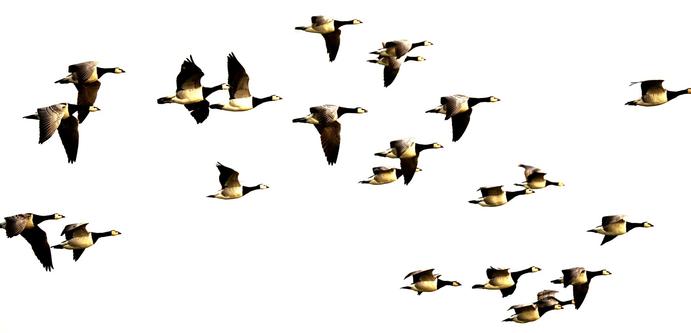 Brandganzen in de lucht

Barnacle Gooses