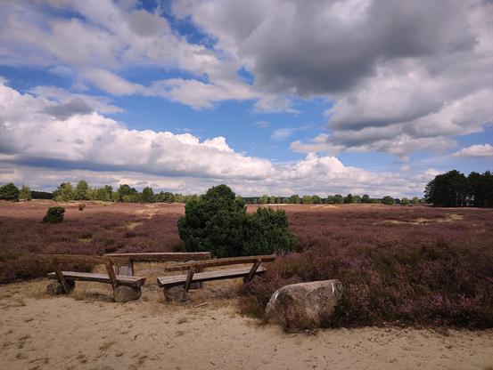 A sandy heath with heather blooming all over. In the foreground is a sand path and a seating area with two log benches and a table. In the distance are trees. The sky is blue with fluffy clouds.