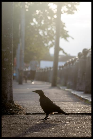 Silhouette of a crow or blackbird standing on pavement in backlit urban setting with soft bokeh background in Cork City