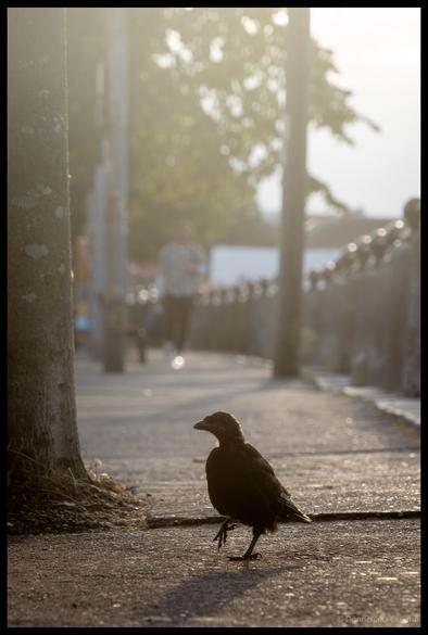 Silhouetted bird in profile standing on city pavement with warm backlighting and blurred urban background in Cork City