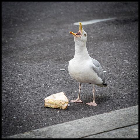 Seagull with open beak standing over a discarded sandwich on asphalt pavement in Cork City