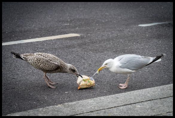Adult seagull and juvenile gull sharing a dropped sandwich on a city street in Cork, with the younger bird showing mottled brown plumage
