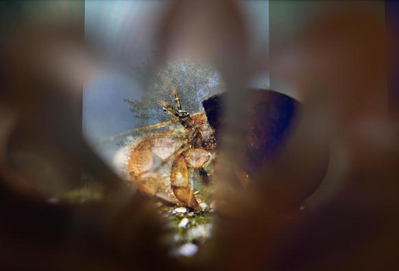 Experimental photo, using folded book pages as a frame, looking towards the computer screen.
The book pages make 5 petal-shaped frames, radiating from the bottom of the photo. In the background, an upright rectangle contains the photo of a tree against a blue sky. And in front of that, there's a Hairy hermit, facing left. He wears a dark, round shell, extending beyond the tree/sky frame.
In the centre of the collage the hermit looks at us; his eyes are blue-green, with black lines top and bottom, and a black dot in the centre. One antennule is raised, as if in greeting.
He's a light yellowish brown; the chelipeds are in plain sight; the legs are half-hidden behind the book pages.
The book was the "Marine Life of the Pacific Northwest" encyclopedia.
