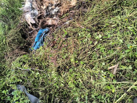 A thick tangle of wedelia vine with blue tarp fragment underneath