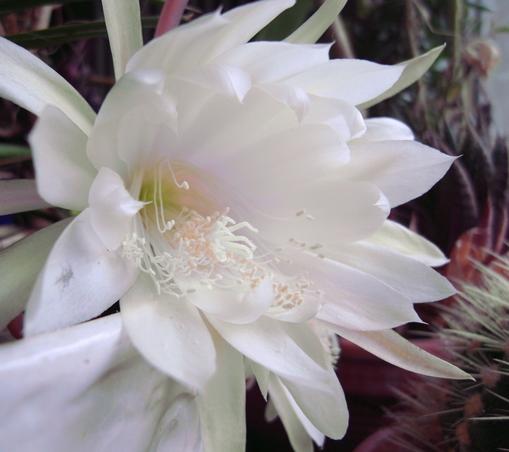 Two white flowers of Epiphyllum oxypetalum (“Queen of the Night”) with white petals and white and very light pink stamens protrude over the edge of a white flowerpot by day. The blurred background is made up of succulents including a "mother-in-law's chair cactus" (Echinocactus grusonii) to the right (bottom).