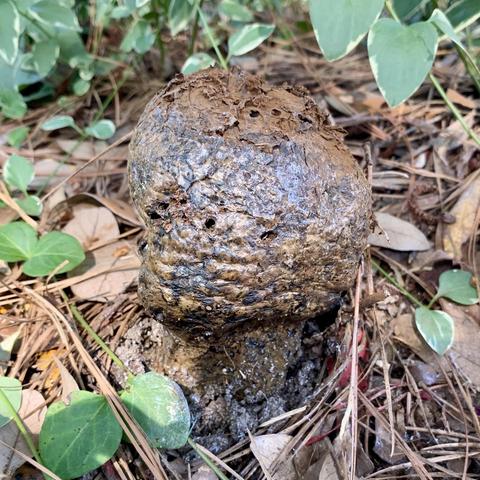 Giant black and brown mottled mushrooms growing out of pine needles and mulch. Some variegated green leaves from periwinkle vines in the background.