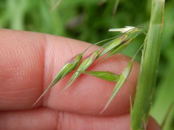 A photo I took yesterday of long-flowered Veldt grass in flower. The flowers are long and thin and green with pink bracts.

For a full-res version of this, go to https://inaturalist.nz/observations/310728311