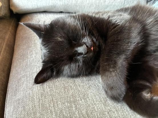 A close-up photo of the upper one-third of a black cat on her right side, asleep, with just the tiniest tip of a pink tongue showing.