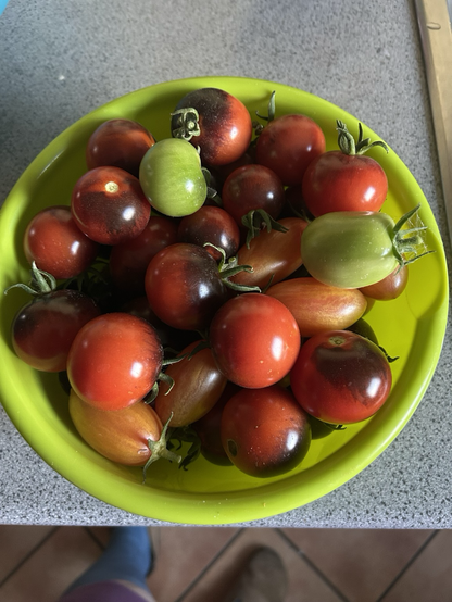Green bowl with different tomatoes. Two green that fall off. Black tomatoes are the majority in the bowl and a few orange tiger-tomatoes.