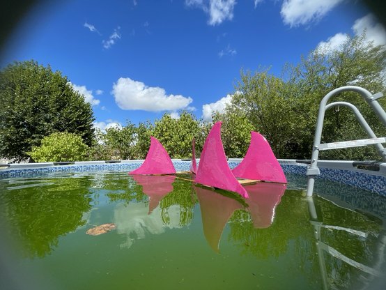 Ailerons de requins dans une piscine