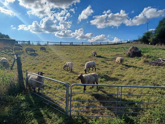 Ovešty na trávě v ohrádce. Bílé, s černými hlavami. Modrá obloha nahoře.