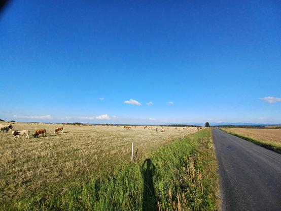 Kravišty v ohrádce a stín obludy. 🤭 To jsme o kopec jinde. Žijeme v krásné zemi.