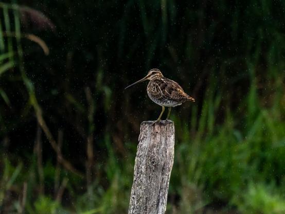 Une bécassine des marais, oiseau limicoles en forme de poire, avec un plumage marron à motifs subtils, une petite tête comme une goutte et un long bec fin. Elle est posée sur un piquet en bois en avant d'une roselière sombre. Des gouttes de pluie sont figées par la photo