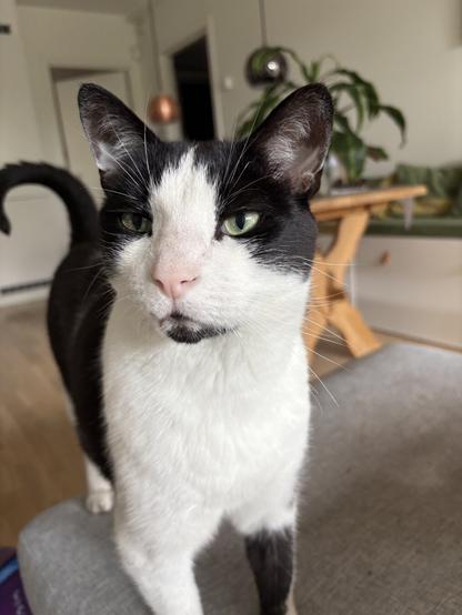 Black and white cat smiling with his eyes, while standing on an ottoman, to coerce some food out of the human taking the picture.