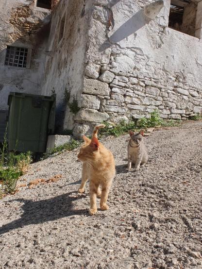 Photo of two cats on a steep road next to an old house. The sun is shining, projecting long shadows on the ground. One cat is a red tabby and the other is a grey/silver tabby.