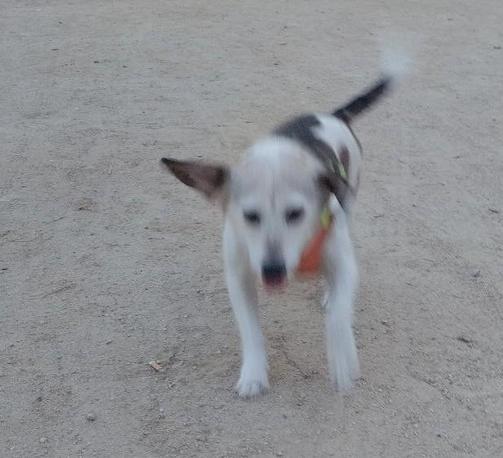 Foto de un perro corriendo hacia la cámara en un entorno de un parque con suelo de tierra compactada y seca. Lleva un arnés pero está suelto y se le ve borroso.