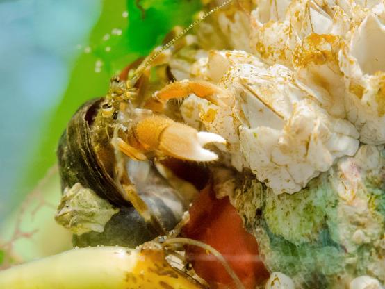Another small, barnacle-sized hermit. He's climbing on an old clamshell populated by acorn barnacles; three (visible) are alive, as can be seen by the present interior plates, closed over the mouth; one is just a shell that has been cleaned out completely. Specks of brown algae still grow on the outside of all the barnacles.
The hermit wears a round, dark shell; another barnacle, smaller than the rest, has fastened itself to the shell. This one has spots of green algae.
Hermie is mostly orange, with white tips to his large cheliped. His carapace is olive green, the antennae are dotted white and green lines. Dark eyes, orange and white eye stalks. He's reaching out towards one of the live barnacles; no job for him there, yet.
There's another hermit present. All that can be seen of her are the two eyes and an antenna, down at the bottom of the photo, partly hidden by a bit of brown alga (looks like kelp).
Green in the background is sea lettuce.