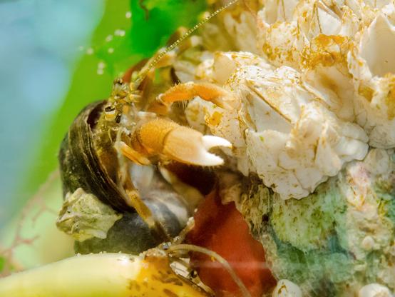 Another small, barnacle-sized hermit. He's climbing on an old clamshell populated by acorn barnacles; three (visible) are alive, as can be seen by the present interior plates, closed over the mouth; one is just a shell that has been cleaned out completely. Specks of brown algae still grow on the outside of all the barnacles.
The hermit wears a round, dark shell; another barnacle, smaller than the rest, has fastened itself to the shell. This one has spots of green algae.
Hermie is mostly orange, with white tips to his large cheliped. His carapace is olive green, the antennae are dotted white and green lines. Dark eyes, orange and white eye stalks. He's reaching out towards one of the live barnacles; no job for him there, yet.
There's another hermit present. All that can be seen of her are the two eyes and an antenna, down at the bottom of the photo, partly hidden by a bit of brown alga (looks like kelp).
Green in the background is sea lettuce.
