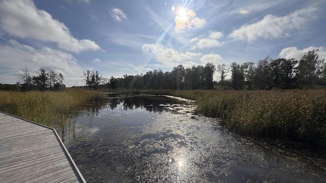 Sunny picture of the restored wetland near my apartment.
