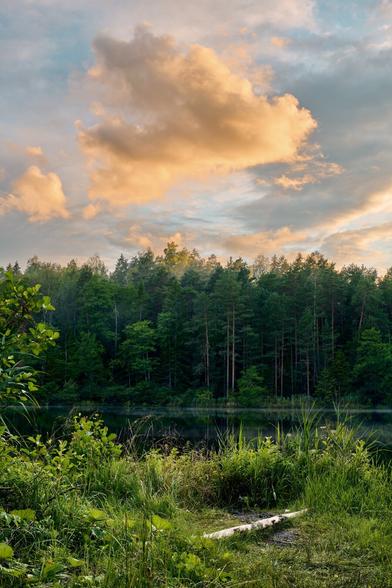 A serene landscape featuring a calm lake surrounded by lush greenery and tall trees. The sky is partly cloudy, with soft, golden clouds and a hint of sunset hues reflecting in the water.