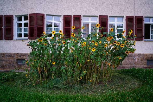 Eine kreisförmige Sammlung von Sonnenblumen auf einer Wiese vor einem Mehrfamilienhaus mit Fensterläden