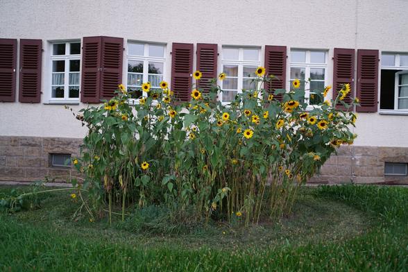 Selbes Bild, aber unbearbeitete Version