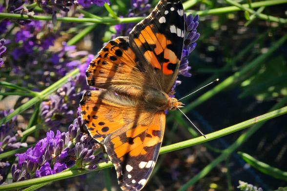 A close-up, high-angle shot of a Painted Lady butterfly with its wings folded, resting on a stalk of lavender. The butterfly's wings are a striking mix of orange, black, and white patterns. The image is taken in bright sunlight, highlighting the intricate details of the insect and the purple blossoms. The background is blurred, focusing attention on the butterfly.